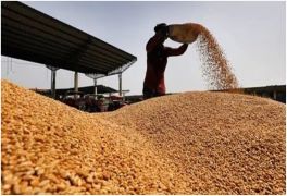 Government Hikes Commission Rates for Wheat and Paddy Procurement from Rabi 2026-27
